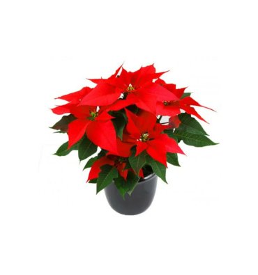 POINSETTIA isimli ürünümüz