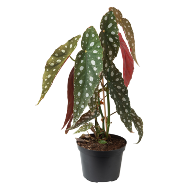 BEGONİA MACULATA ürünümüz - Floryalı Botanik Peyzaj