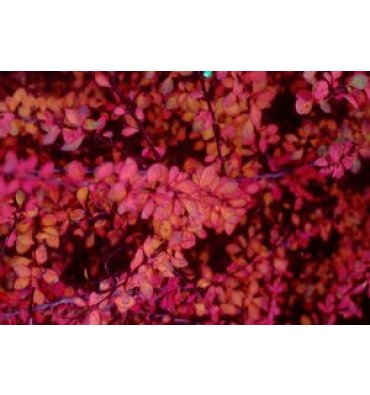 BERBERİS THUNBERGİİ 'ATROPURPUREA' ürünümüz - Floryalı Botanik Peyzaj