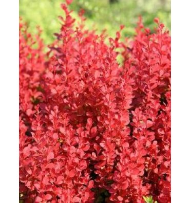 BERBERİS THUNBERGİİ 'ATROPURPUREA' isimli ürünümüz