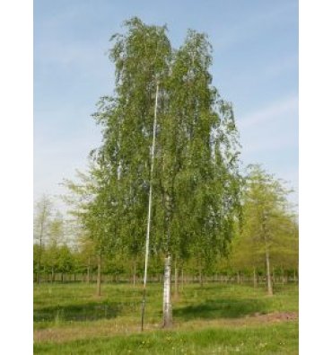 BETULA PENDULA isimli ürünümüz
