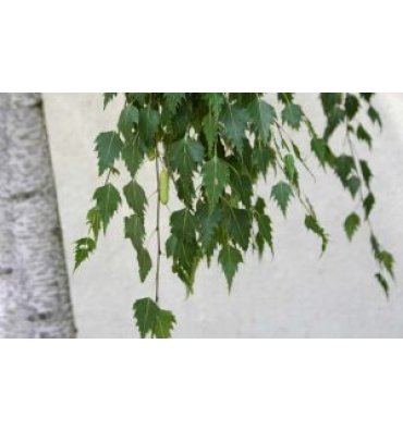 BETULA PENDULA ürünümüz - Floryalı Botanik Peyzaj