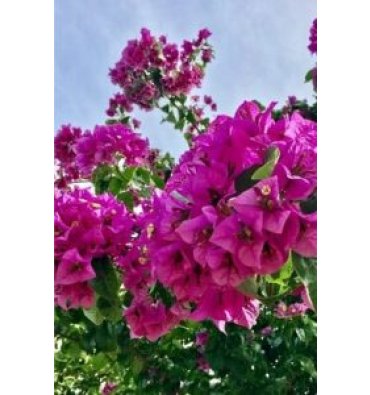 BOUGAİNVİLLEA GLABRA 'SANDERİANA' isimli ürünümüz