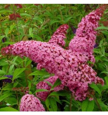 BUDDLEJA DAVİDİİ 'PİNK DELİGHT' ürünümüz - Floryalı Botanik Peyzaj