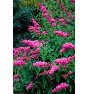 BUDDLEJA DAVİDİİ 'PİNK DELİGHT' isimli ürünümüz
