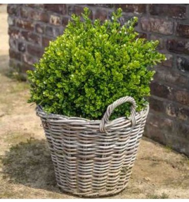 BUXUS MİCROPHYLLA 'FAULKNER' isimli ürünümüz