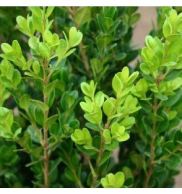 BUXUS MİCROPHYLLA 'FAULKNER' ürünümüz - Floryalı Botanik Peyzaj