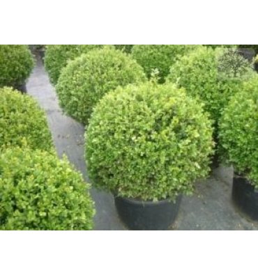 BUXUS MİCROPHYLLA 'ROTUNDİFOLİA' isimli ürünümüz