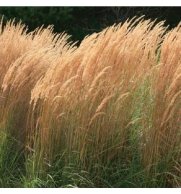 CALAMAGROSTİS X ACUTİFLORA isimli ürünümüz