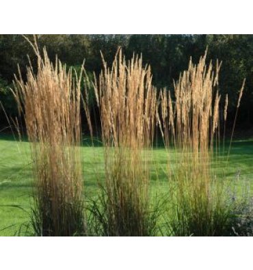 CALAMAGROSTİS X ACUTİFLORA ürünümüz - Floryalı Botanik Peyzaj