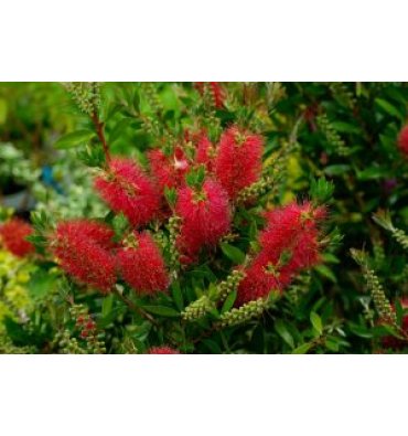 CALLİSTEMON LAEVİS ürünümüz - Floryalı Botanik Peyzaj