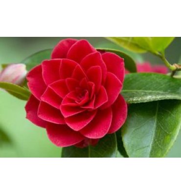 CAMELLİA JAPONİCA ürünümüz - Floryalı Botanik Peyzaj