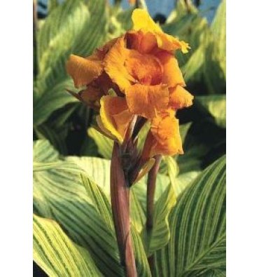CANNA 'BENGAL TİGER' isimli ürünümüz