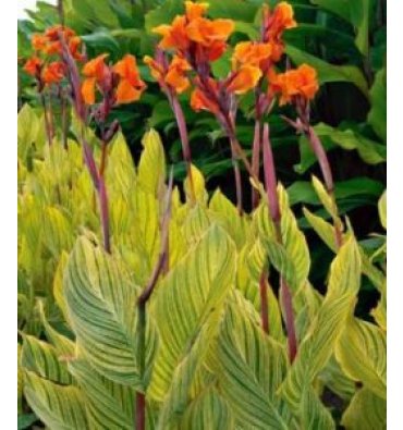 CANNA 'BENGAL TİGER' ürünümüz - Floryalı Botanik Peyzaj