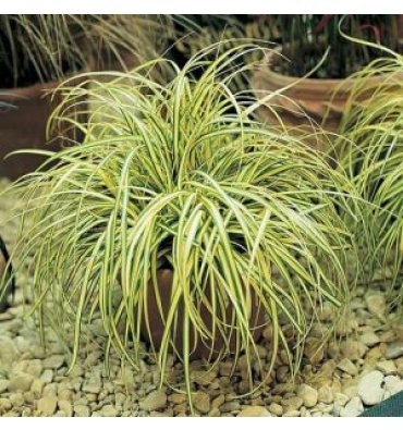 CAREX OSHİMENSİS 'EVERGOLD' isimli ürünümüz