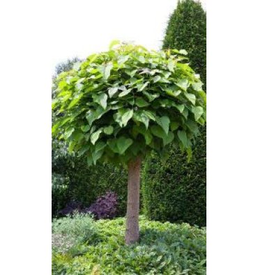 CATALPA BİGNONİOİDES 'NANA' isimli ürünümüz