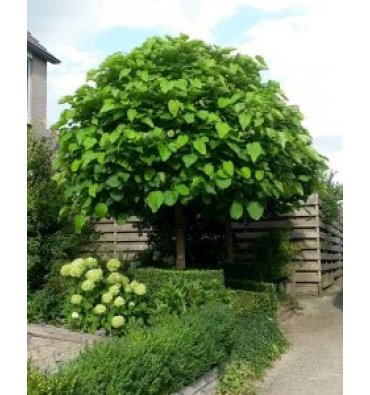 CATALPA BUNGEİ ürünümüz - Floryalı Botanik Peyzaj