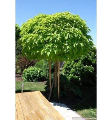 CATALPA BUNGEİ ürünümüz - Floryalı Botanik Peyzaj