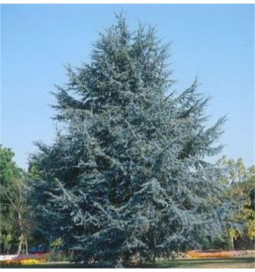 CEDRUS ATLANTİCA 'GLAUCA' ürünümüz - Floryalı Botanik Peyzaj