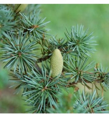 CEDRUS ATLANTİCA 'GLAUCA' isimli ürünümüz