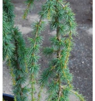 CEDRUS ATLANTİCA 'GLAUCA PENDULA' isimli ürünümüz