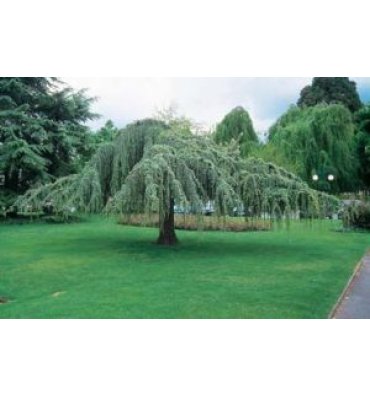 CEDRUS ATLANTİCA 'GLAUCA PENDULA' ürünümüz - Floryalı Botanik Peyzaj