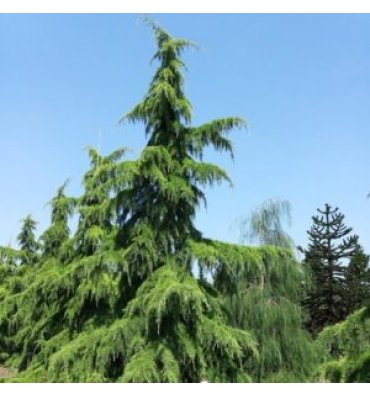 CEDRUS DEODORA ürünümüz - Floryalı Botanik Peyzaj