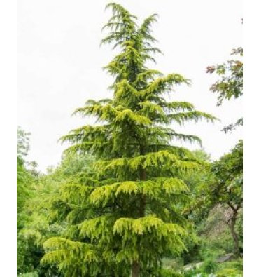 CEDRUS DEODORA 'AUREA' isimli ürünümüz