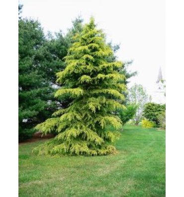 CEDRUS DEODORA 'AUREA' ürünümüz - Floryalı Botanik Peyzaj