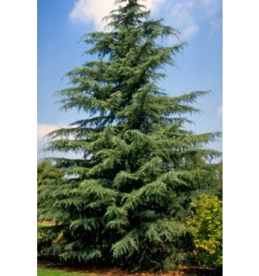 CEDRUS DEODORA isimli ürünümüz