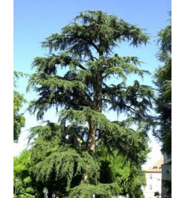CEDRUS LİBANİ ürünümüz - Floryalı Botanik Peyzaj