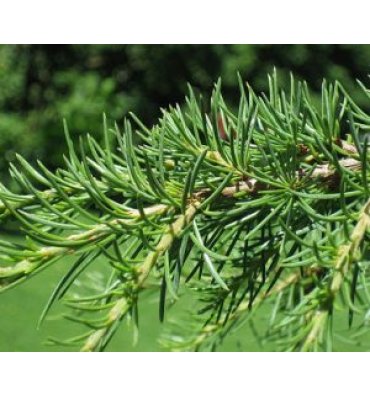 CEDRUS LİBANİ isimli ürünümüz