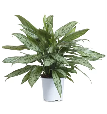 AGLONEMA COMMUTATUM ürünümüz - Floryalı Botanik Peyzaj