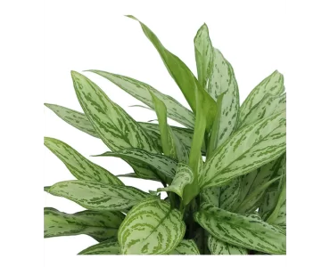 AGLONEMA COMMUTATUM ürünümüz - Floryalı Botanik Peyzaj