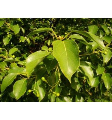 CİNNAMOMUM CAMPHORA isimli ürünümüz