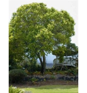 CİNNAMOMUM CAMPHORA ürünümüz - Floryalı Botanik Peyzaj
