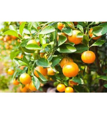 CİTRUS AURANTİUM ürünümüz - Floryalı Botanik Peyzaj