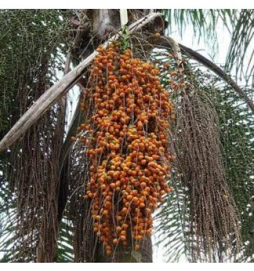 COCOS CAPİTATA ürünümüz - Floryalı Botanik Peyzaj