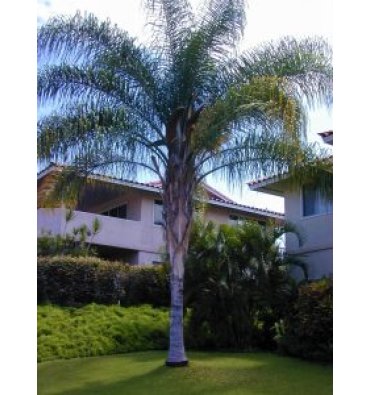 COCOS PLUMOSA isimli ürünümüz