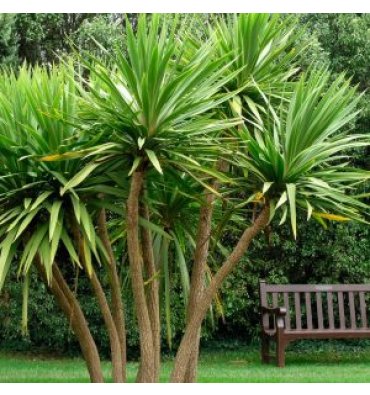 CORDYLİNE AUSTRALİS isimli ürünümüz