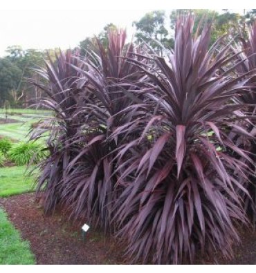 CORDYLİNE AUSTRALİS 'ATROPURPUREA' isimli ürünümüz