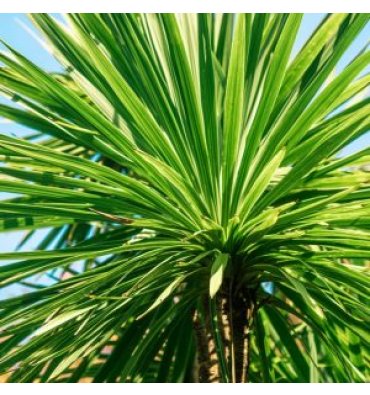 CORDYLİNE AUSTRALİS ürünümüz - Floryalı Botanik Peyzaj