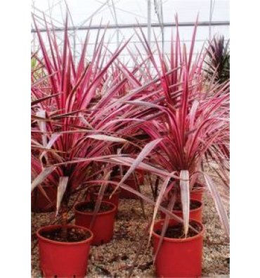 CORDYLİNE AUSTRALİS 'RED STAR' isimli ürünümüz
