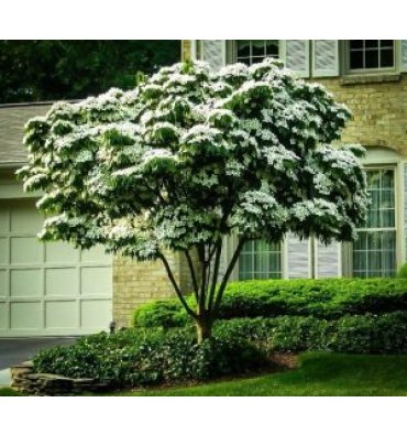 CORNUS KOUSA ürünümüz - Floryalı Botanik Peyzaj