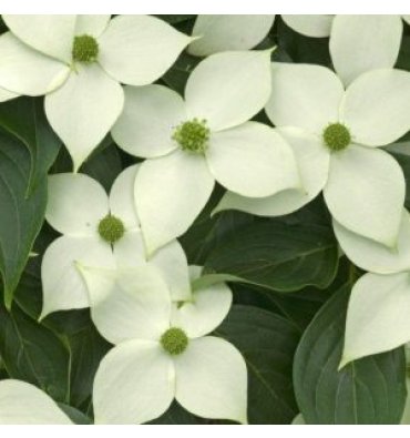 CORNUS KOUSA ürünümüz - Floryalı Botanik Peyzaj