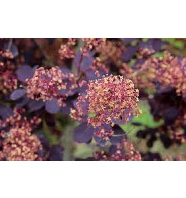 COTİNUS COGGYGRİA 'ROYAL PURPLE' ürünümüz - Floryalı Botanik Peyzaj