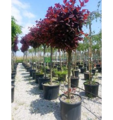 COTİNUS COGGYGRİA 'ROYAL PURPLE' isimli ürünümüz
