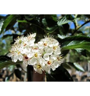 CRATAEGUS 'CARRİERİ' ürünümüz - Floryalı Botanik Peyzaj