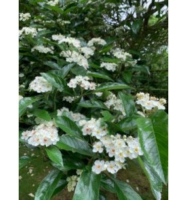 CRATAEGUS 'CARRİERİ' isimli ürünümüz