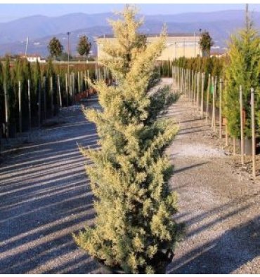 CUPRESSUS ARİZONİCA 'FASTİGİATA AUREA' ürünümüz - Floryalı Botanik Peyzaj
